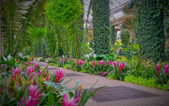 indoor conservatory with large palm leaves and pink flowers lining the path